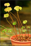 DSC_9949_nEO_IMG Oxalis deppei 'Mexico BotKA G4