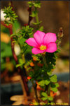 DSC_0581_nEO_IMG Oxalis hirta