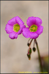 DSC_9585_nEO_IMG Oxalis latifolia