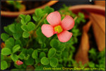 DSC_2146_nEO_IMG Oxalis obtusa Orange Cream