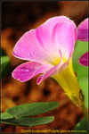 DSC_0702_nEO_IMG Oxalis purpurea Purple