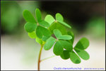 DSC_9602_nEO_IMG Oxalis stenorrhyncha
