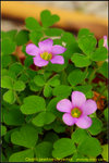 DSC_0909_nEO_IMG Oxalis zeekoevleyensis