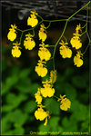DSC_9574_nEO_IMG Oncidium Hybrid