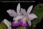 C. walkeriana var. semi-alba Carmela 2