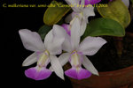 C. walkeriana var. semi-alba Carmela 3
