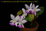 C. walkeriana var. semi-alba carmela 1