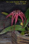 Cirr. Lovely Elizabeth 1