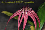 Cirr. Lovely Elizabeth  2