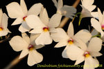 Dendrobium fytchianum  1