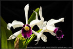 nEO_IMG_DSC_8167