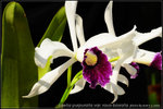 nEO_IMG_DSC_8168