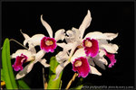 nEO_IMG_DSC_8179