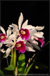 nEO_IMG_DSC_8180