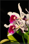 nEO_IMG_DSC_8182