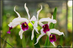 nEO_IMG_DSC_8183