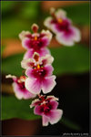 nEO_IMG_DSC_8194