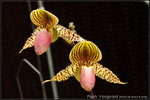 nEO_IMG_DSC_8331