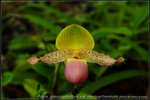 nEO_IMG_DSC_8401
