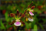 nEO_IMG_DSC_8405