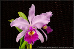 nEO_IMG_DSC_8446