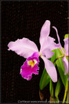 nEO_IMG_DSC_8447