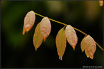 nEO_IMG_DSC_7323