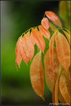 nEO_IMG_DSC_7332