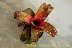 Billbergia Miz Mollie