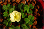 DSC_0911_nEO_IMG Oxalis brazil yellow