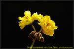 DSC_1626_nEO_IMG Oxalis compressa var Flore Peno