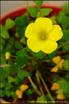 DSC_1551_nEO_IMG Oxalis dentata
