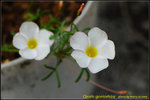 DSC_0563_nEO_IMG Oxalis goniorhiza