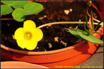 DSC_0578_nEO_IMG Oxalis namaquana