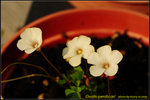 DSC_0570_nEO_IMG Oxalis perdicari