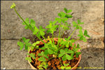 DSC_0915_nEO_IMG Oxalis pes-caprae