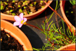 DSC_0573_nEO_IMG Oxalis polyphylla var. pentaphylla