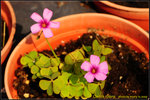 DSC_0575_nEO_IMG Oxalis rubra