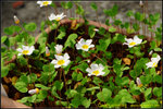 DSC_0902_nEO_IMG Oxalis simplex