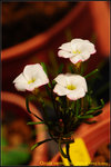 DSC_0706_nEO_IMG Oxalis versicolor