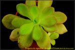 DSC_3408_nEO_IMG Pinguicula agnata - Scented Flower