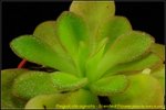 DSC_3409_nEO_IMG Pinguicula agnata - Scented Flower [1024x768]
