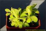 DSC_9349_nEO_IMG Pinguicula agnata