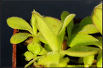 DSC_9352_nEO_IMG Pinguicula agnata