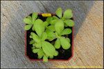 DSC_9353_nEO_IMG Pinguicula agnata