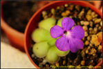 DSC_0106_nEO_IMG Pinguicula cyclosecta