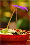 DSC_0110_nEO_IMG Pinguicula cyclosecta