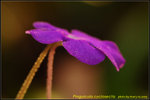 DSC_0111_nEO_IMG Pinguicula cyclosecta