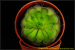 DSC_3376_nEO_IMG Pinguicula cyclosecta