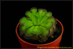 DSC_3377_nEO_IMG Pinguicula cyclosecta